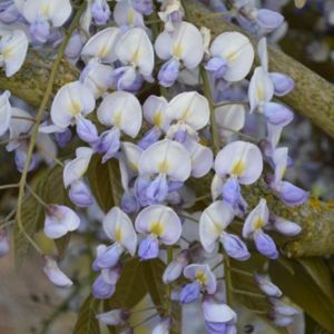 Wisteria floribunda 'Royal Purple' (syn 'Eranthema') 7L
